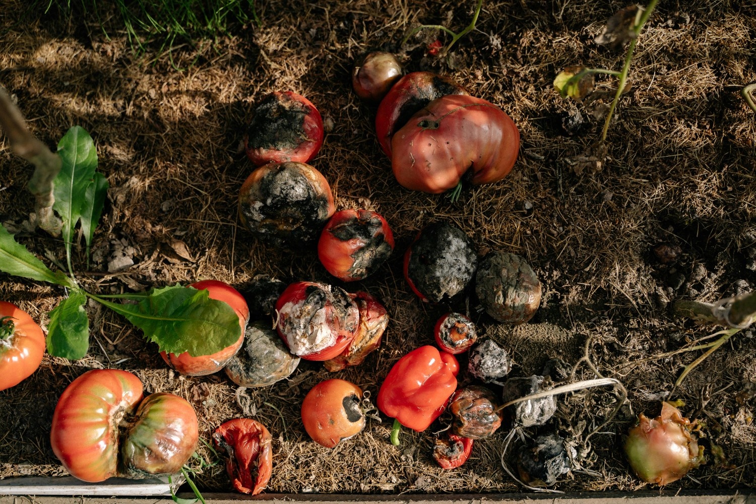 Skripsi Pengembangan Biofertilizer